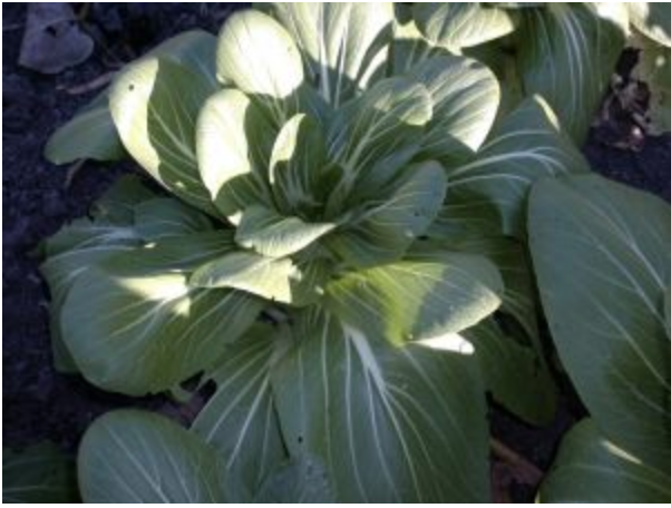 Baby Bok Choy